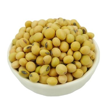 Wholesale Nihewan Organic Non-Gmo Soyabean Yellow Soybean Soja Soya Beans - Hebei Nihewan Agricultural Development Co., Ltd. - China