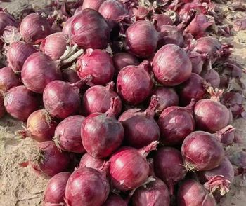 Fresh Red Onions and Yellow Onions Quality Grade - PK Luxuries  - United States