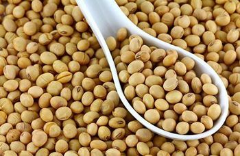 Raw Soybean/ Soya Bean from DAEWKAEW PANTAMANG Co., Ltd Raw Soybean/ Soya Bean - DAEWKAEW PANTAMANG Co., Ltd - Thailand
