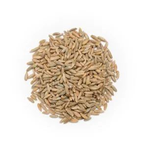 Organic Whole Raw Rye Grain Seeds for Sprouting and Juicing Ryegrass - Balingi Trading Company (PTY) Ltd - South Africa