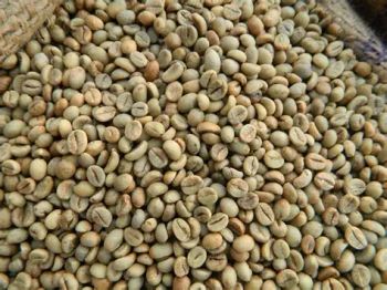 Green Coffee Beans from Vietnam Coffee Export Co., Ltd Green Coffee Beans – product photo, Long Green Beans products found from trusted suppliers, wholesalers, manufacturers & exporters Listing