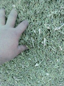 Ephedra from Saddat gb girm Ephedra - Saddat gb girm - Pakistan