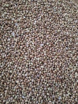 CORIANDER SEEDS-EAGLE QUALITY SORTEX CLEAN from BASANT GLOBAL EXIM CORIANDER SEEDS-EAGLE QUALITY SORTEX CLEAN - BASANT GLOBAL EXIM - India