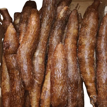 High Quality Fresh Cassava -100% Natural from Njang Investments Limited High Quality Fresh Cassava -100% Natural - Njang Investments Limited - Kenya