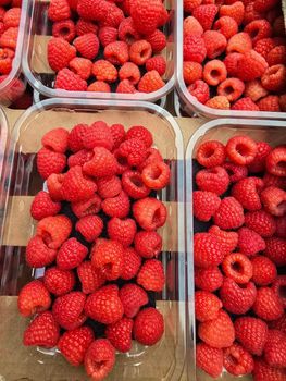 Raspberry/Raspberries Appearance Premium Shelf Life Freshness Texture Class A Fruit Logistics Cold-chain Logistics Quality Control Fully Managed From Farm To - Cherradi Fresh - United Kingdom