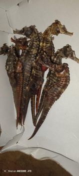Dried seahorse from sierra - Salone fisherman's union - Sierra Leone