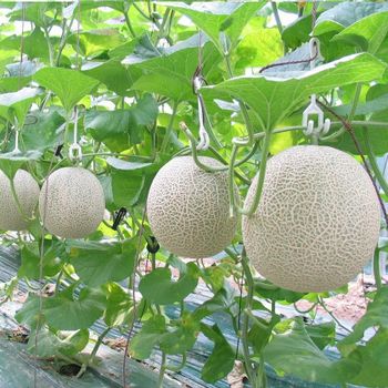 Golden Cantaloupe melons - Fresh Cantaloupe - Hami Sweet melon - GIA GIA NGUYEN CO., LTD - Vietnam