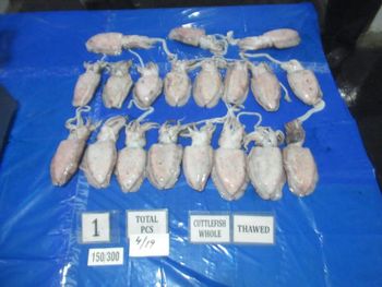 Cuttle Fish Whole - amigoseafood co - India
