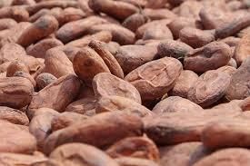 Cocoa Beans – product photo, Fermented Cocoa Beans products found from trusted suppliers, wholesalers, manufacturers & exporters Listing