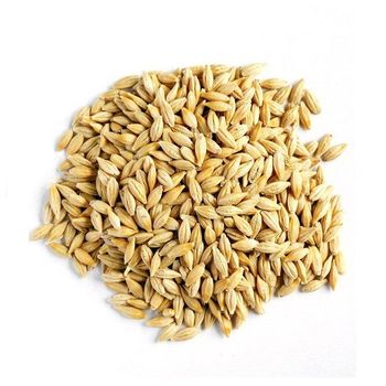 Best Factory Price of Natural Barley Grains For Malt | Barley For Animal Feed Available In Large Quantity  -  CALIPSO POLSKA SP Z OO  - Poland