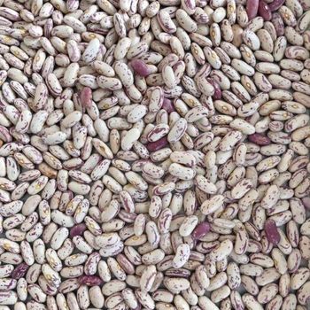 Sugar Beans GRD 3 Grade 3 Available Stock 250 Mt Pricing R18 500.00 / Ton Additional Volume 500 Mt Delivery Terms Fot - CONSOLIDATED GLOBAL GROUP HOLDINGS - South Africa