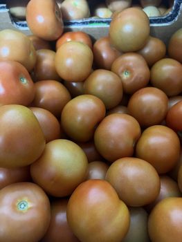 Tomatoes from ART LOG MAROC Tomatoes - ART LOG MAROC - France