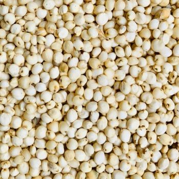Raw Organic Sorghum Grain stock Whole Raw Dried Sorghum Raw whole dried Sorghum from Balingi Trading Company (PTY) Ltd Raw Organic Sorghum Grain stock Whole Raw Dried Sorghum Raw whole dried Sorghum - Balingi Trading Company (PTY) Ltd - South Africa