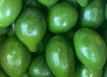 High quality fresh mature avocados from 100% natural creamy taste 10kg/box – product photo, Fresh Hass Avocado products found from trusted suppliers, wholesalers, manufacturers & exporters Listing