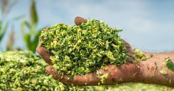 Corn Silage - Tasadduq hussain agriculture trading & corporation  - Pakistan