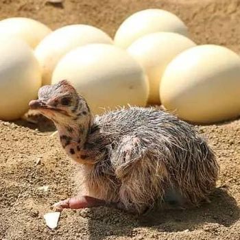 Premium Fresh Ostrich Eggs Natural, Clean, and Healthy Fertile Export Premium Farm Quality Grade Edible Exotic Hatch - AL JABLI TRADING COMPANY LIMITED - Tanzania