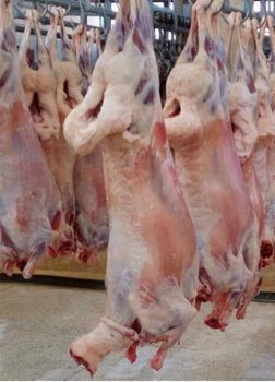 MUTTON Traceability Traceable Feed Type Organic Pasture Packaging Weight 10–20 Kg Slaughtering Standard Halal Antibiotic Use - TULA GENERAL CONTRACTORS AND SUPPLIES LIMITED - Kenya