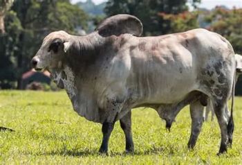 Bull Fattening (Cattle) - Am star group trading plc - Ethiopia