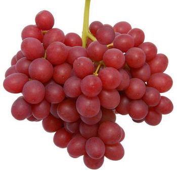 Red Grapes – Export Quality from India - AGROCARTE EXIM ENTERPRISES PVT LTD - India