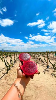 Dragonfruit Organic No Grade A, AA Size 10, 12, 6, 8, 9 Packaging 3 kg, 4.5 kg Place of Origin Perú🇵🇪 Degree of Processing Other - PCAEXA - Peru