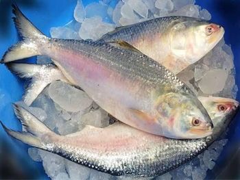 Hilsha Fish – product photo, Recommend Fallback