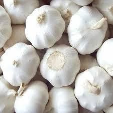 resh Organic Natural Garlic Shelf Life 2 YEARS Place of Origin THAILAND Flavor Mild To Strong, Pungent Texture Firm And ; from Thai Agri Company resh Organic Natural Garlic Shelf Life 2 YEARS Place of Origin THAILAND Flavor Mild To Strong, Pungent Texture Firm And ; - Thai Agri Company - Thailand