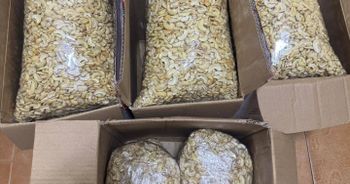 Dry Nuts Like Raw Cashew Nuts Color White Style Dried Quality Premium Cultivation Type Afi Broken Content 5% Max Moisture Content 5% Max - jmb management - Germany
