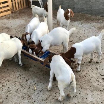 Finest Live Boer Goat Healthy And Active Ready For Breeding Farms Commercial Meat Production Great Market Value - CPW TRADE LTD - United Kingdom