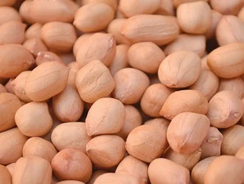 Java Peanuts Kernels  - GLOBALINE OVERSEAS - India