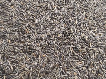 Niger Seeds Purity 98% Min Origin Ethiopia Oil Content 40% Min Moisture Content 8% Max Processing Method Machine - uniqe export - Ethiopia