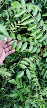 Fresh Curry Leaves - Siva Agro Goods - India