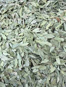 SENNA LEAVES from Vedvik Organics SENNA LEAVES - Vedvik Organics - India