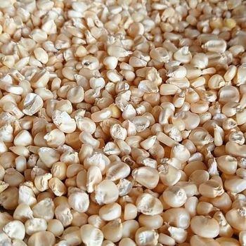 NON GMO WHITE CORN MAIZE - AGRO AFRIQUE COMPANY LIMITED - Tanzania