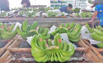 FRESH CAVENDISH BANANAS - Son Giang Vietnam Company Limited - Vietnam