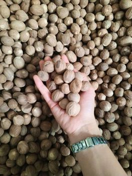 Nutmeg All Grade from PT INSUS FORTUNATE TRADE Nutmeg All Grade - PT INSUS FORTUNATE TRADE - Indonesia