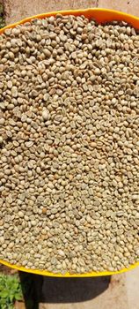 Kenyan Green Coffee Beans (Arabica & Robusta) – product photo, Long Green Beans products found from trusted suppliers, wholesalers, manufacturers & exporters Listing