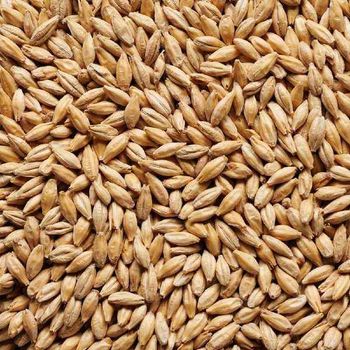 Wholesale Bulk Barley Grain / Best Quality Feed Barley for Sale / Barley for Animal Feed - Smart Agri GmbH - Germany