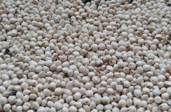 High Quality White Sorghum Available For Bulk Purchase And Commercial Use - MASI TRADING GMBH - Germany