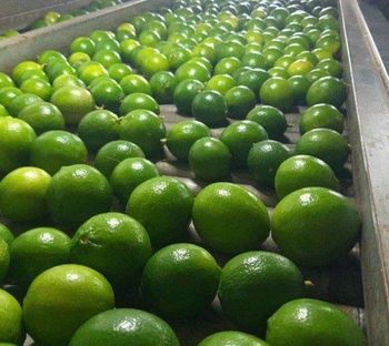 seedless lemon CHEAPEST PRICE Export quality Seedless lemon from Vietnam of the highest quality FREE TAX - VINAGREEN TRADING AND IMPORT EXPORT COMPANY LIMITED - Vietnam