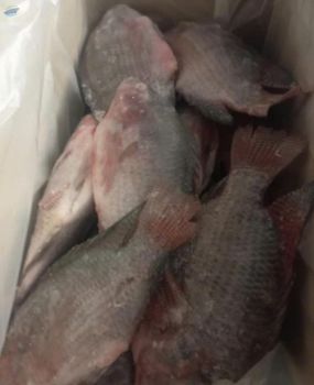 Perch -  Huvy Export Import Co., Ltd.  - Vietnam