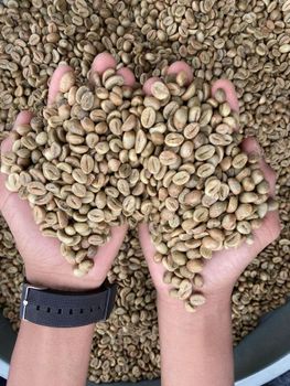 New Harvest Green Bean Coffee - Robusta/Arabica Premium Coffee Beans - Best Selling at Good Price  - AL JABLI TRADING COMPANY LIMITED - Tanzania