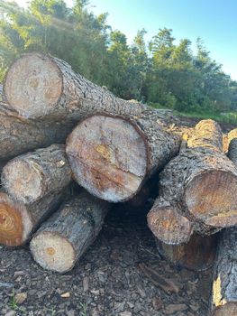 Madera Pino Material Eucalyptus Wood Origin Misiones, - Mas Capital - Argentina