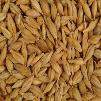 Pure Malted Barley High Nutrition Barley Grain Cheap Bulk Wholesale Supply from A.C.P. AGRICULTURE COMPANY LIMITED Pure Malted Barley High Nutrition Barley Grain Cheap Bulk Wholesale Supply - A.C.P. AGRICULTURE COMPANY LIMITED - Thailand