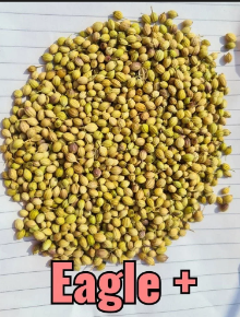 Coriander Turmeric and Chilly - Sadru Foods - India