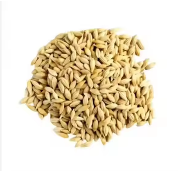 High Quality Whole Barley Grain – Premium Food & Feed Grade Grade Top Color Rich Color Grain Size Consistent Grain Size Starch Content High Starch Content - TRADE NEPAL LLC - United States
