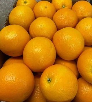 Fresh Valencia Orange - SOURCE GLOBAL TRADING GROUP - South Africa