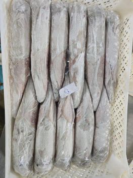 CALAMAR SQUID – product photo, Top Quality Products