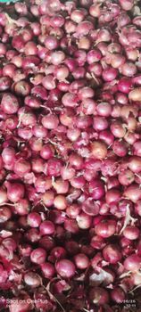 Red Onions - Sree Lasya Traders EXIM - India