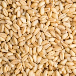 Pure and Natural Wheat Grains High-Protein -  JAC SEEDS & OIL TRADING (PTY) LTD - South Africa