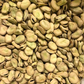 High Quality Broad Beans/ Fava Beans -  JAC SEEDS & OIL TRADING (PTY) LTD - South Africa